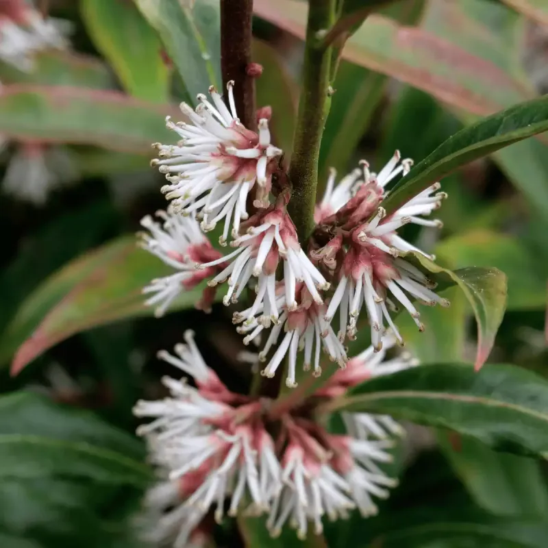 Sarcococca Winter Gem 1