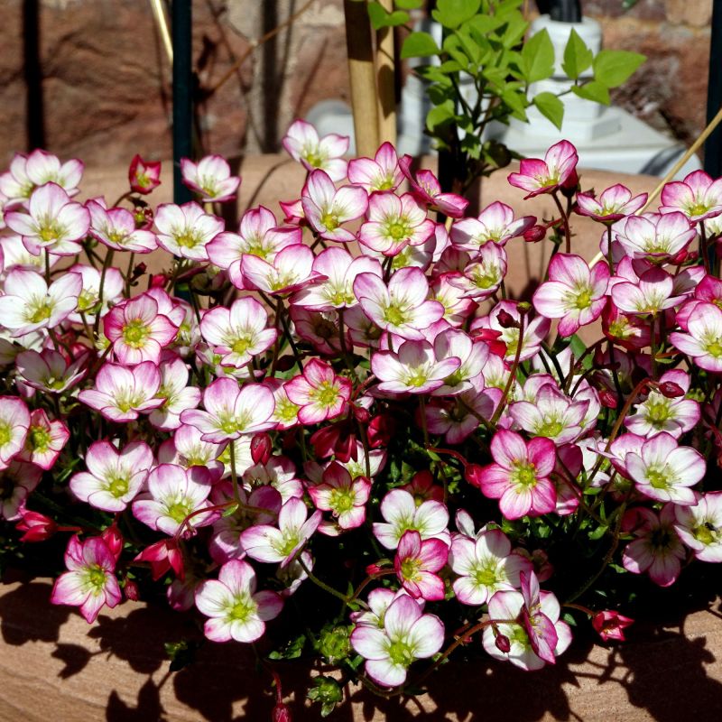 Saxifraga Marto Picotee Red Perennial Hero