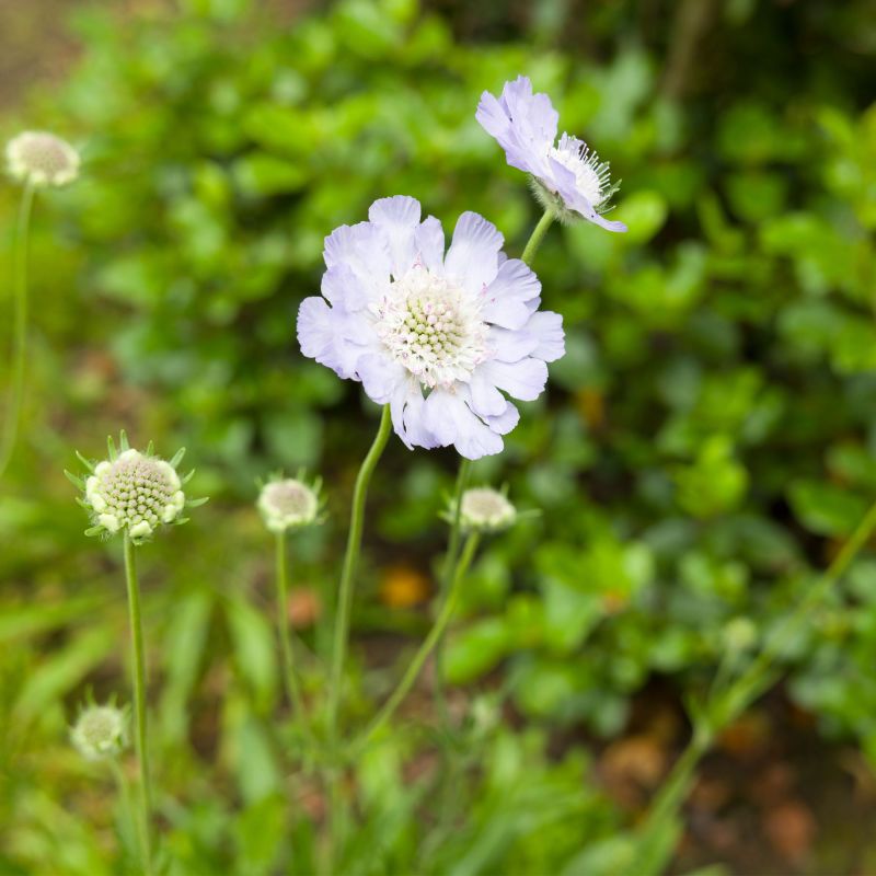 Scabiosa Caucasica Clive Greaves Perennial Hero