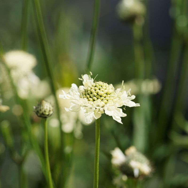 Scabiosa Caucasica Miss Willmott Perennial Hero