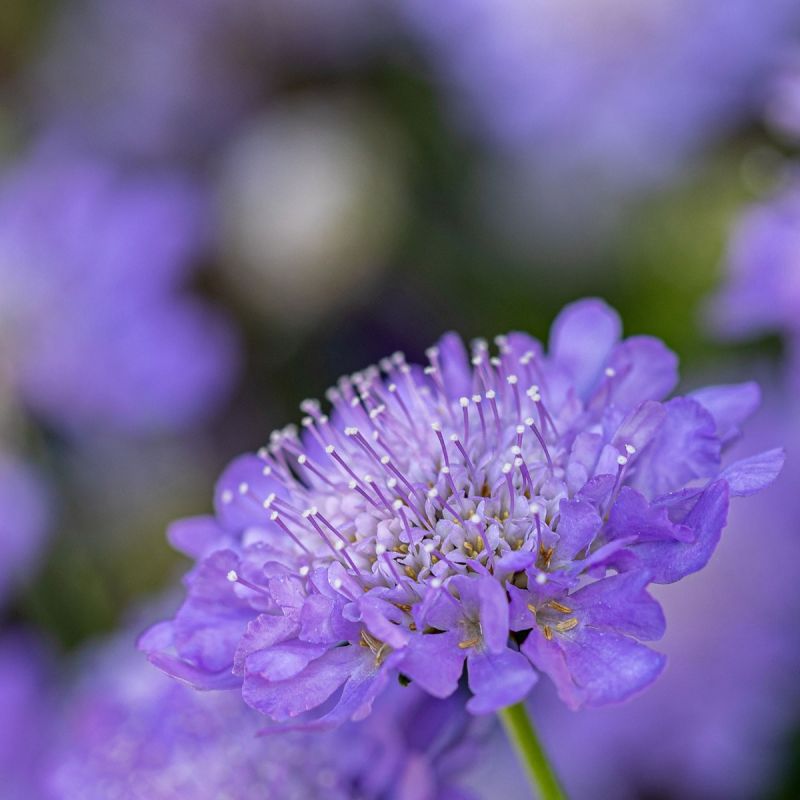 Scabiosa Columbria Butterfly Blue Shrub Hero Close