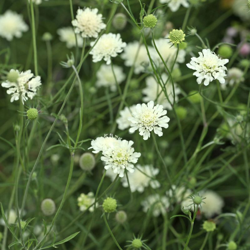 Scabiosa Ochroleuca Perennial Hero