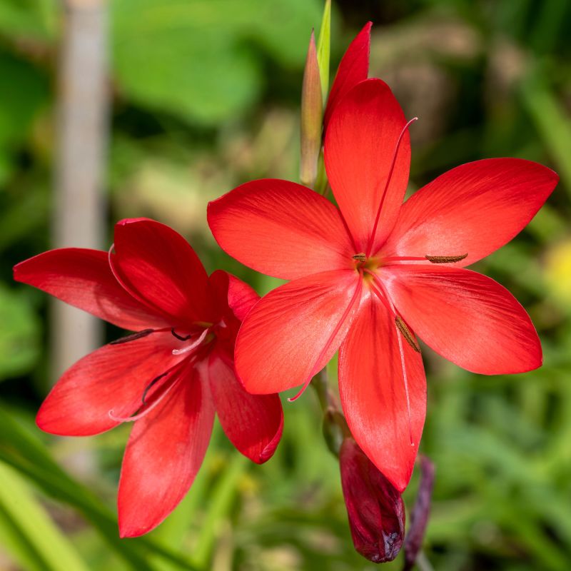 Schizostylis Coccinea Major Perennial Hero