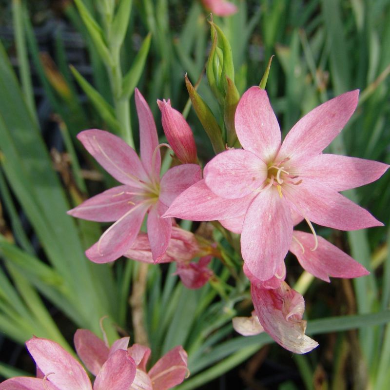 Schizostylis Coccinea Mrs Hegarty Perennial Hero