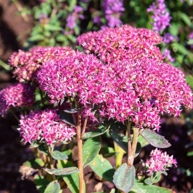 sedum-cherry-tart-sunsparkler-perennial-hero