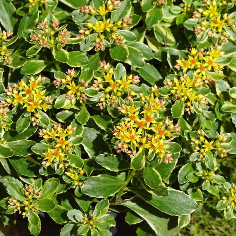 Sedum Kamtschaticum Variegatum Perennial Hero