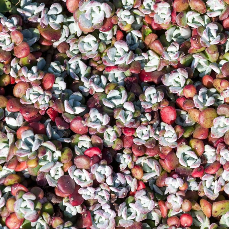 sedum-purpureum-winter-perennial-hero