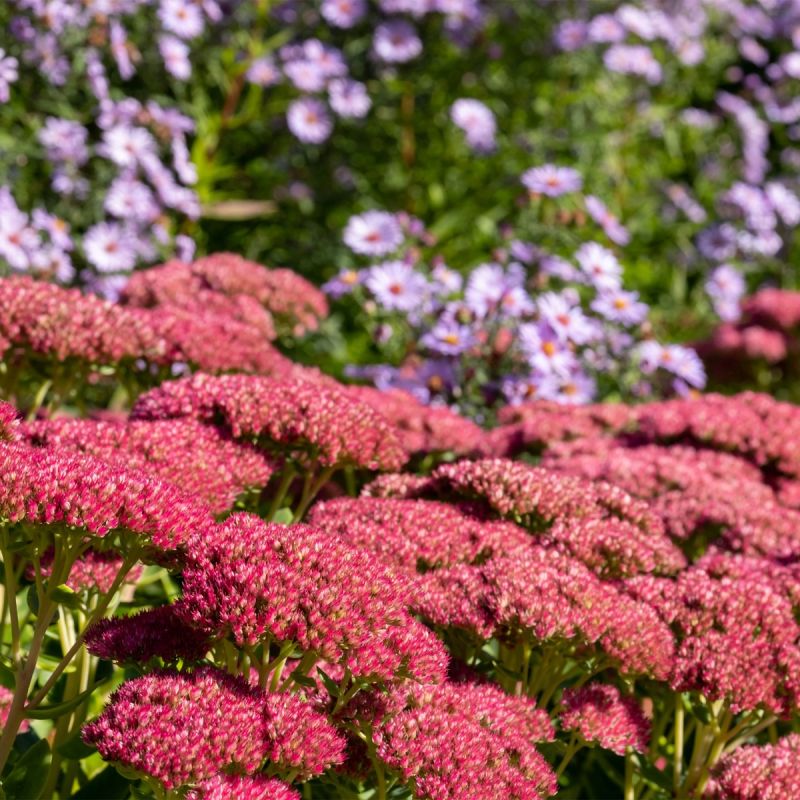 Sedum Seduction Pink Passion - 3L Pot hero