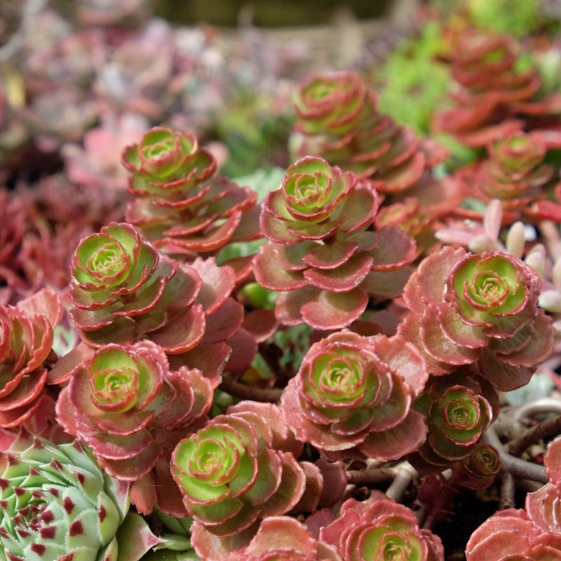 Sedum 'Wild Fire' - 1L Pot hero