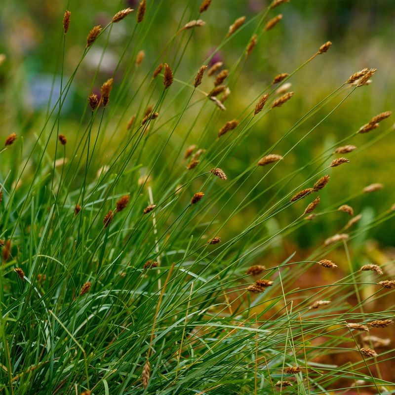 Sesleria Caerulea Grasses Hero