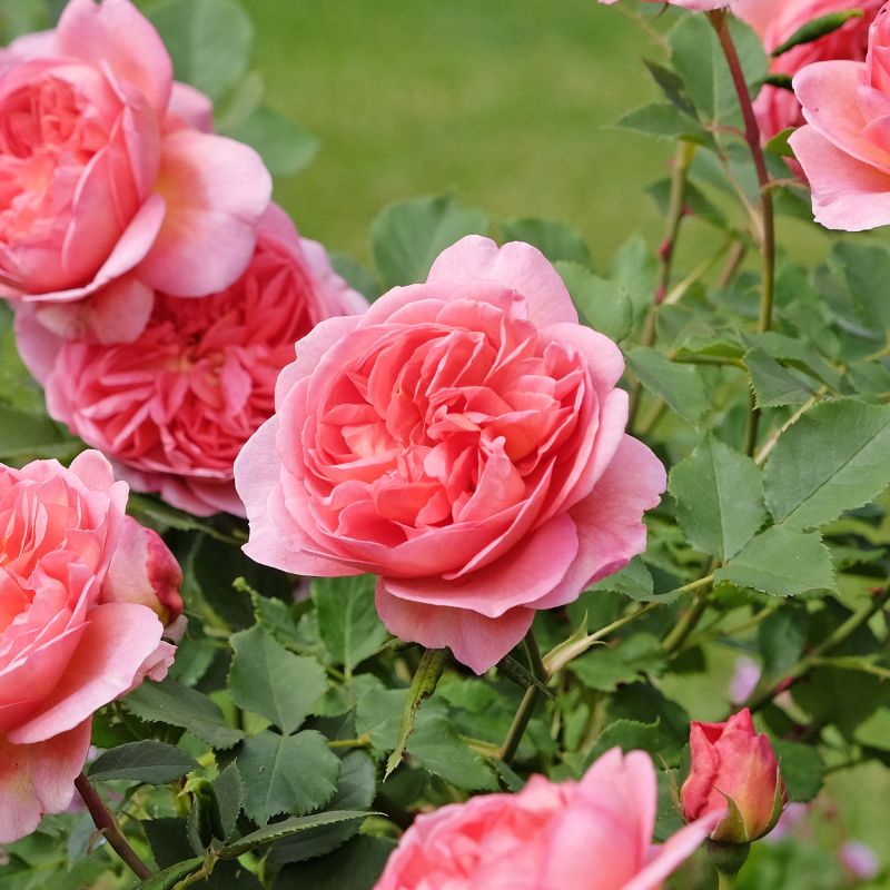. Siluetta Romantic Rose Angle