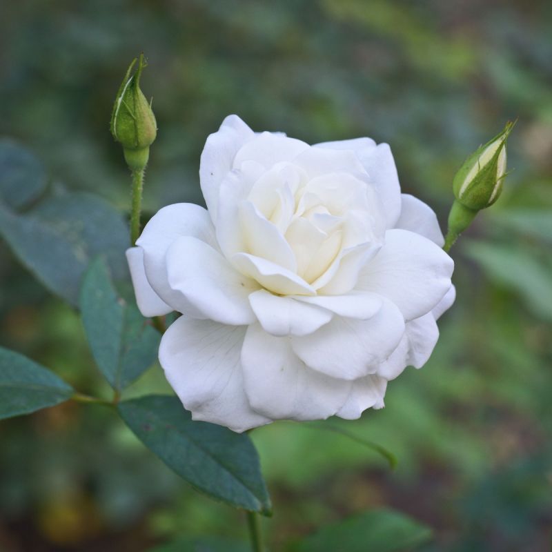 Rosa 'Silver Anniversary' - 3L Pot hero