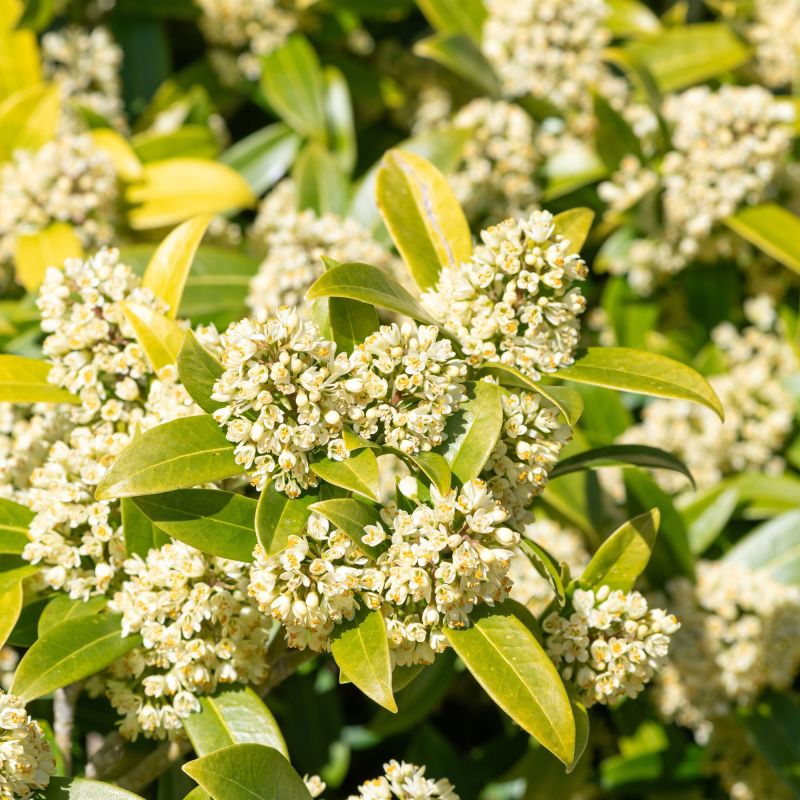 Skimmia Confusa Kew Green Shrub Hero