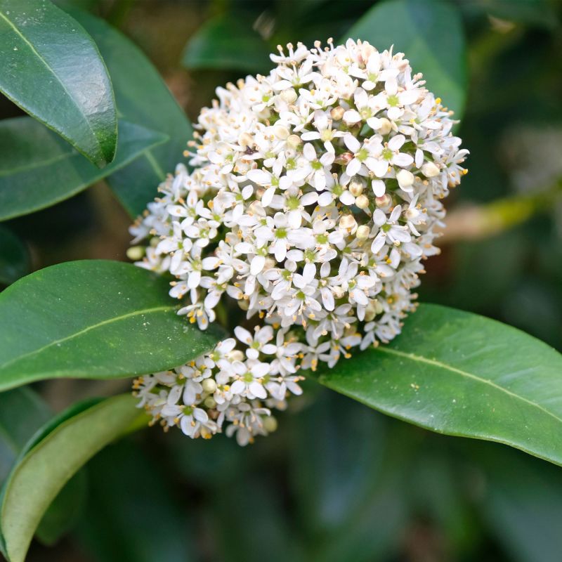 Skimmia Japonica Kew White Shrub Hero