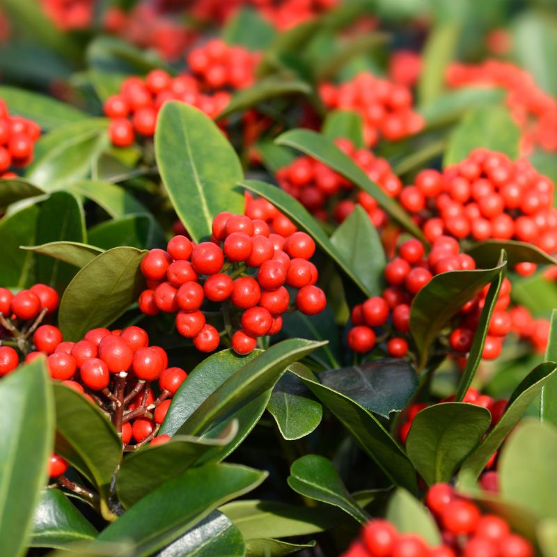 Skimmia Japonica Temptation Shrub Hero