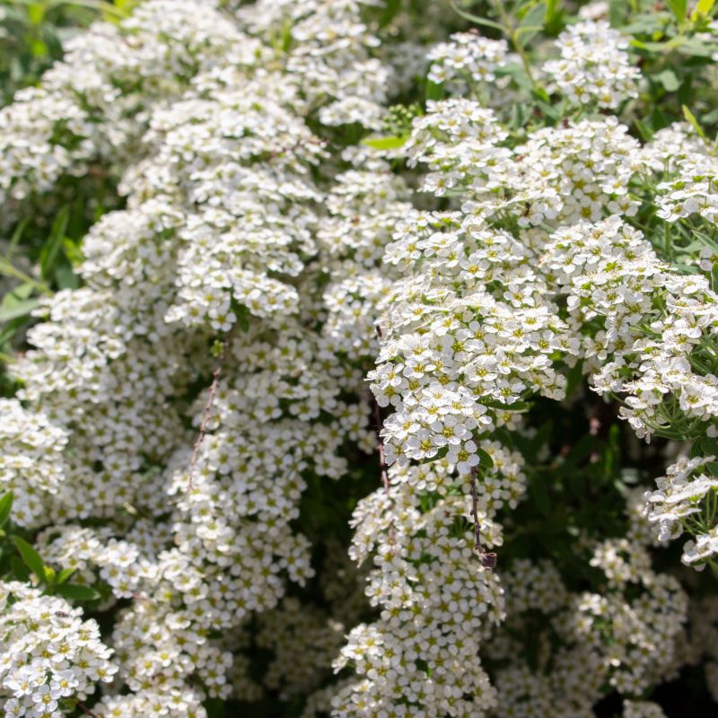 Spiraea Cinerea Grefsheim Shrub Hero