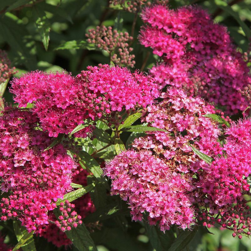Spiraea Japonica Anthony Waterer Shrub Hero