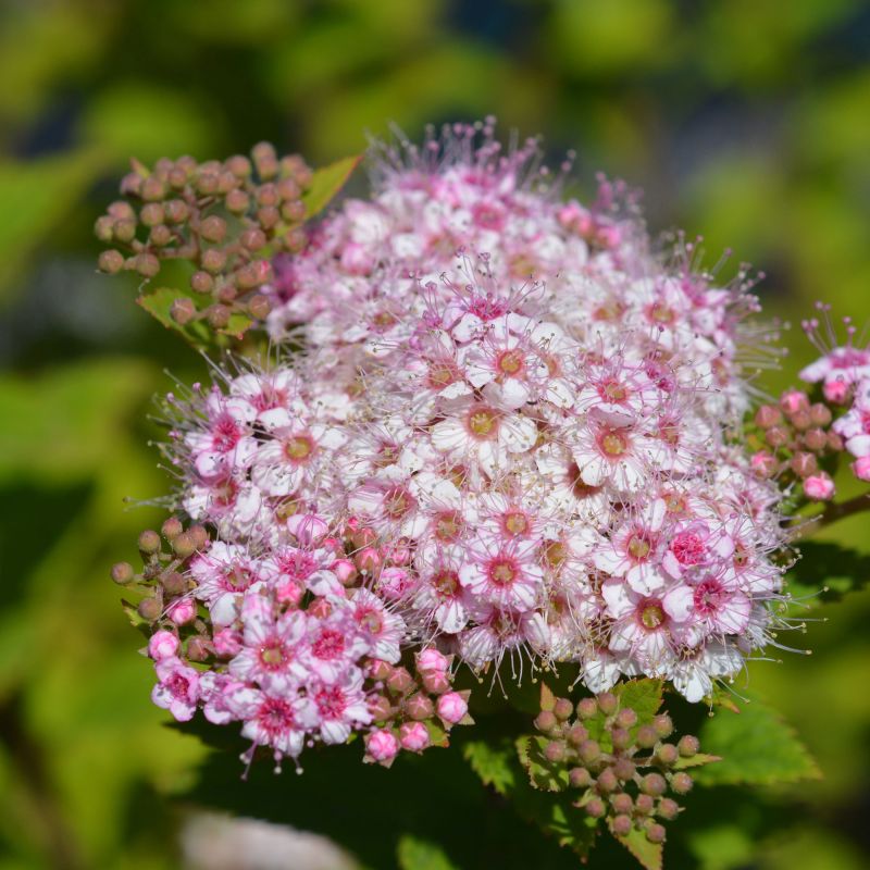 Spiraea Japonica Little Princess Shrub Single