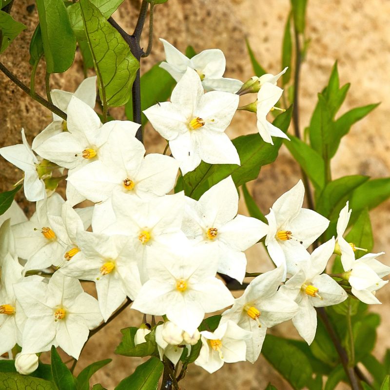 Jasminum officinale 'Clotted Cream' - 3L Pot hero