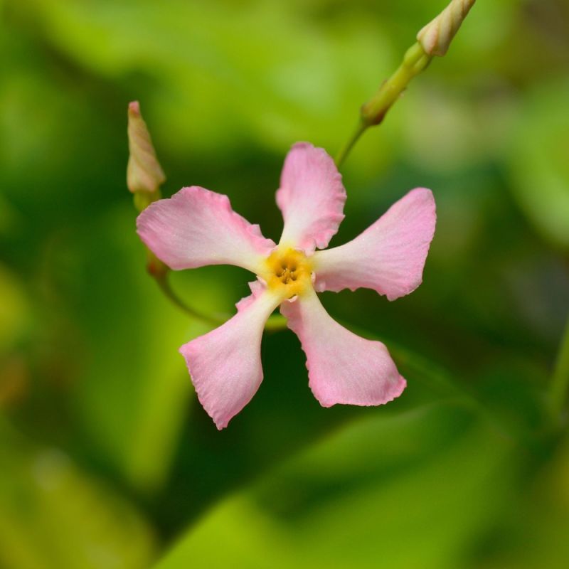 Star Jasmine 'Star of Milano' - 3L Pot hero
