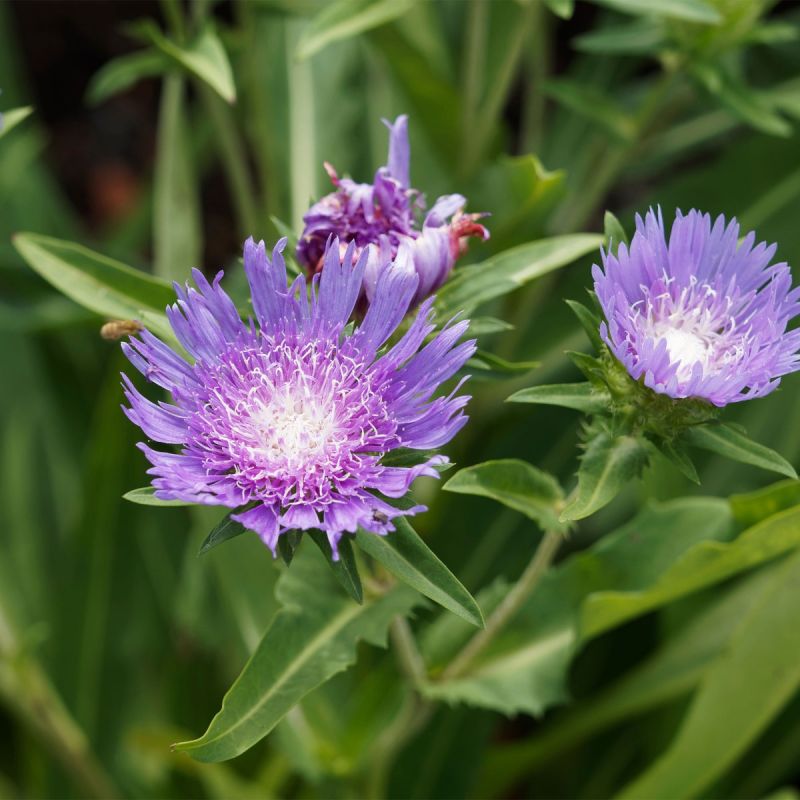Stokesia laevis Blue Star - 3L Pot hero