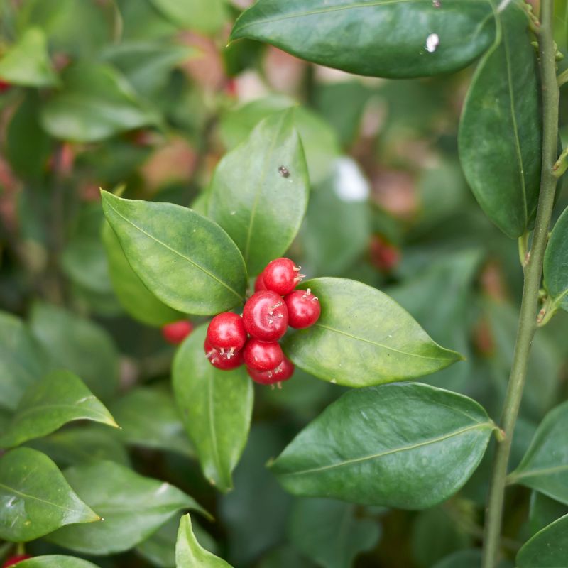Sweet Box Ruscifolia Shrub Berries