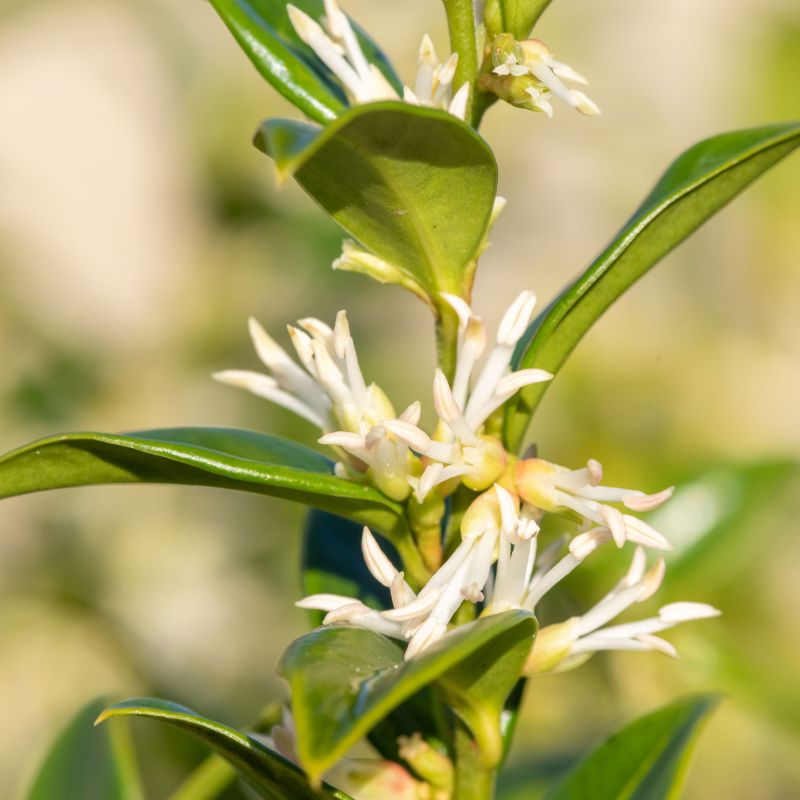 Sweet Box Saligna Shrub Close