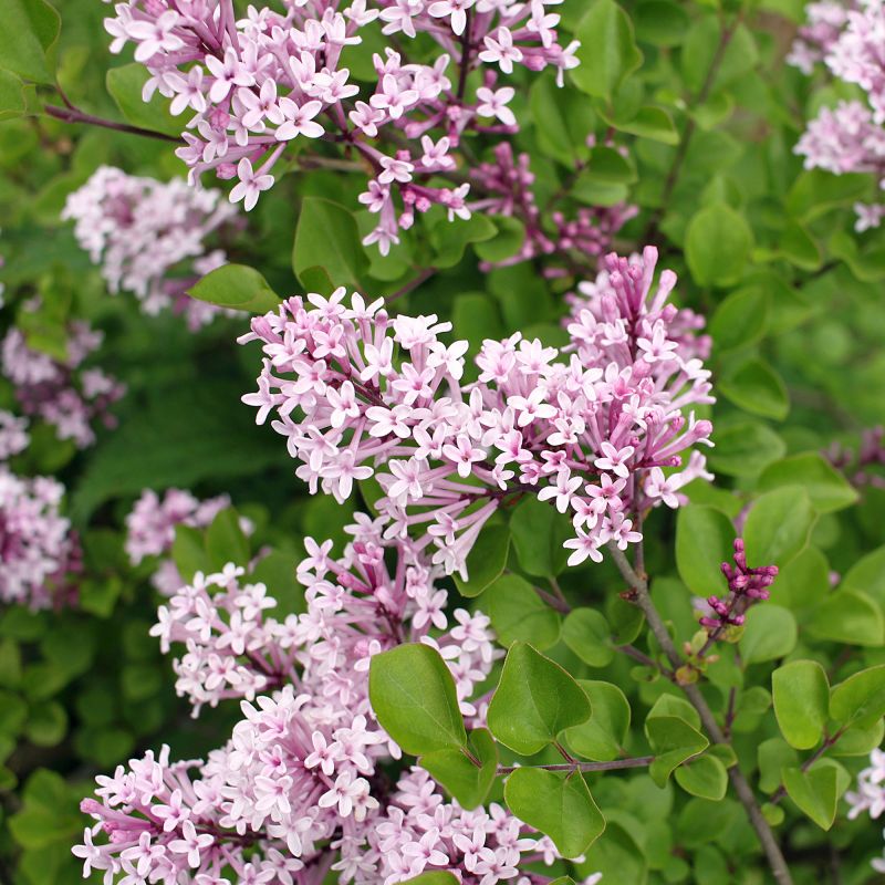 Syringa Meyeri Palibin Shrub Hero