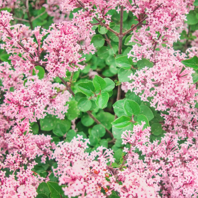Syringa Red Pixie Shrub Hero