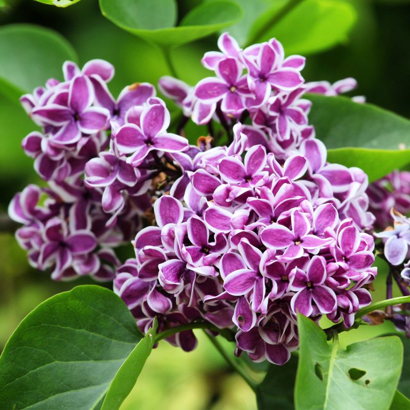 Syringa Vulgaris Sensation Shrub Hero