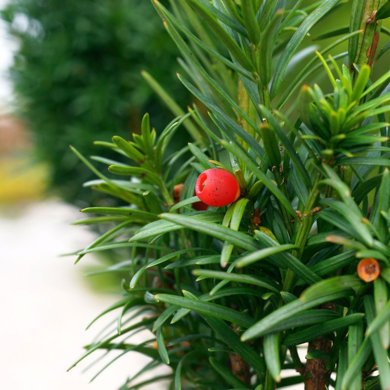 Taxus Baccata Fastigiata Robusta Shrub Hero