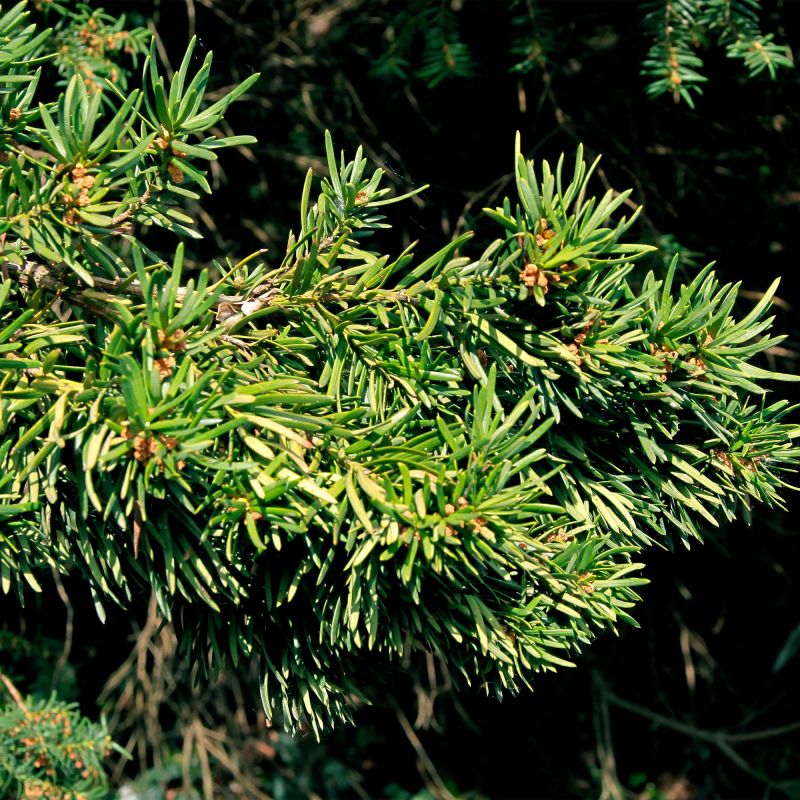 Taxus Media Hicksii Densiformis Shrub Hero