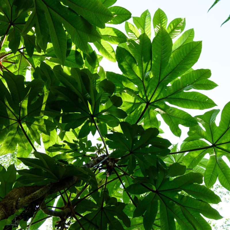 Tetrapanax Papyrifer Rex Shrub Hero