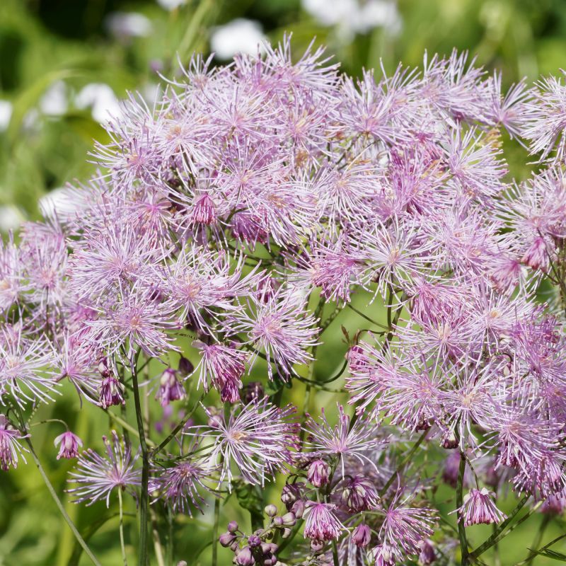 Thalictrum Aquilegiifolium Thundercloud Perennial Hero