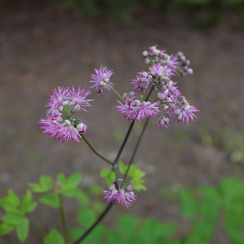 Thalictrum Black Stockings Perennial Hero