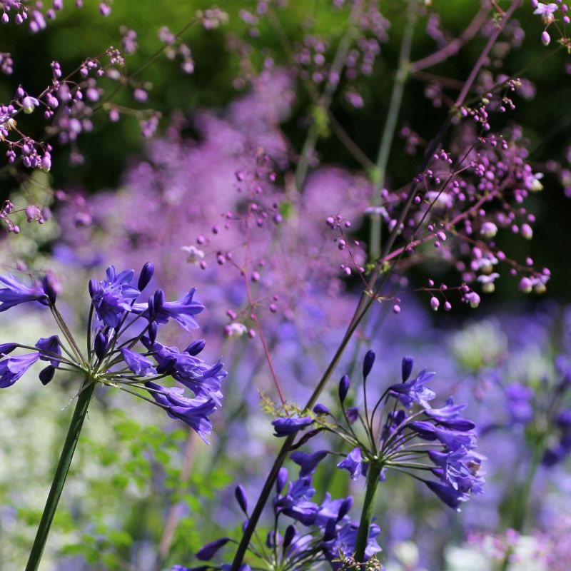 Thalictrum Delavayi Hewitt'S Double Perennial Hero