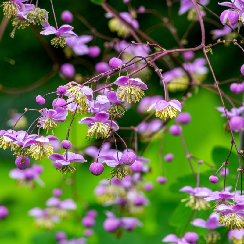 Thalictrum Delavayi Perennial Hero