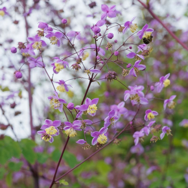 Thalictrum Delavayi Splendide Perennial Hero