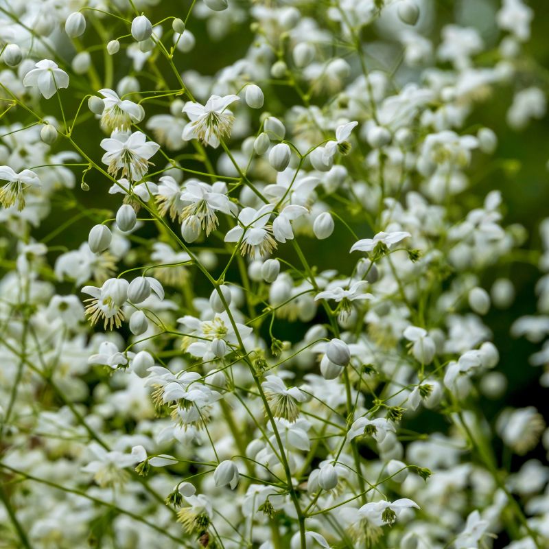 Thalictrum Delavayi Splendide White Perennial Hero