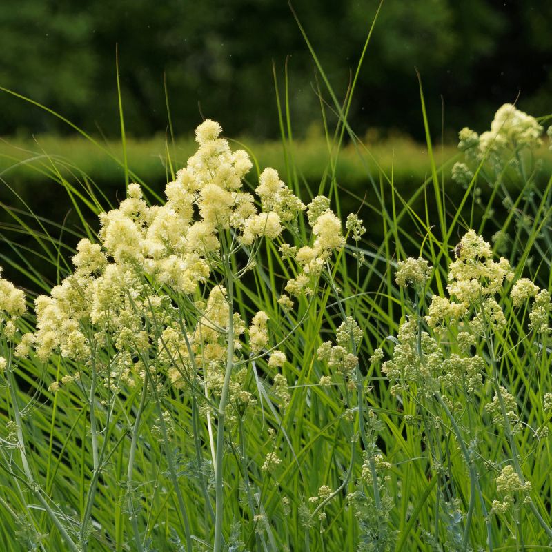 Thalictrum Flavum Glaucum Perennial Hero