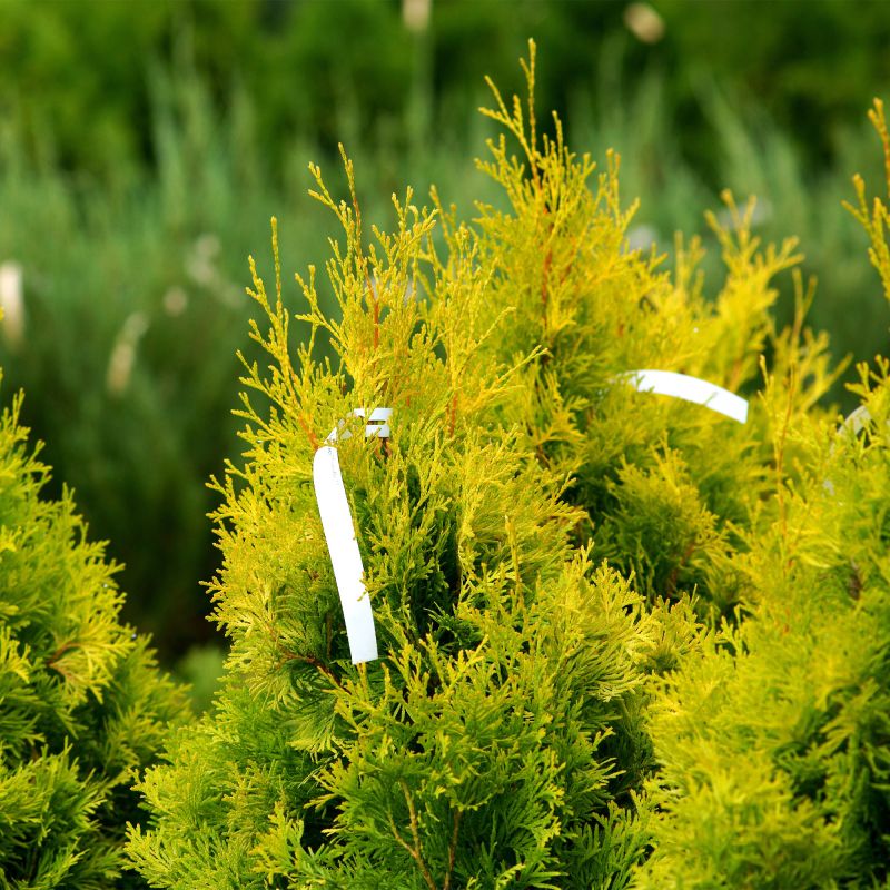 Thuja Occidentalis Jantar Shrub Hero