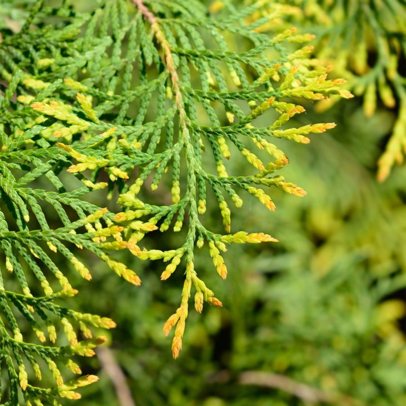 Thuja Occidentalis Rheingold - 4.5L Pot hero