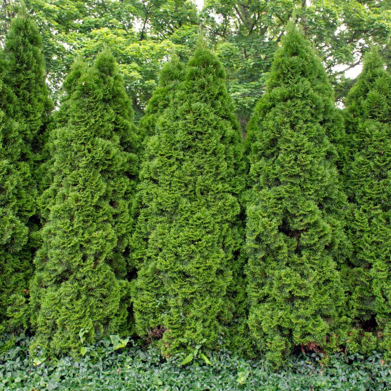 Thuja Occidentalis Smaragd Shrub Hero