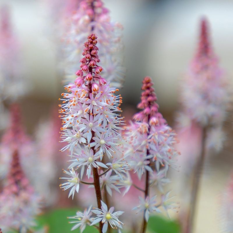 Tiarella 'Spring symphony - 3L Pot hero