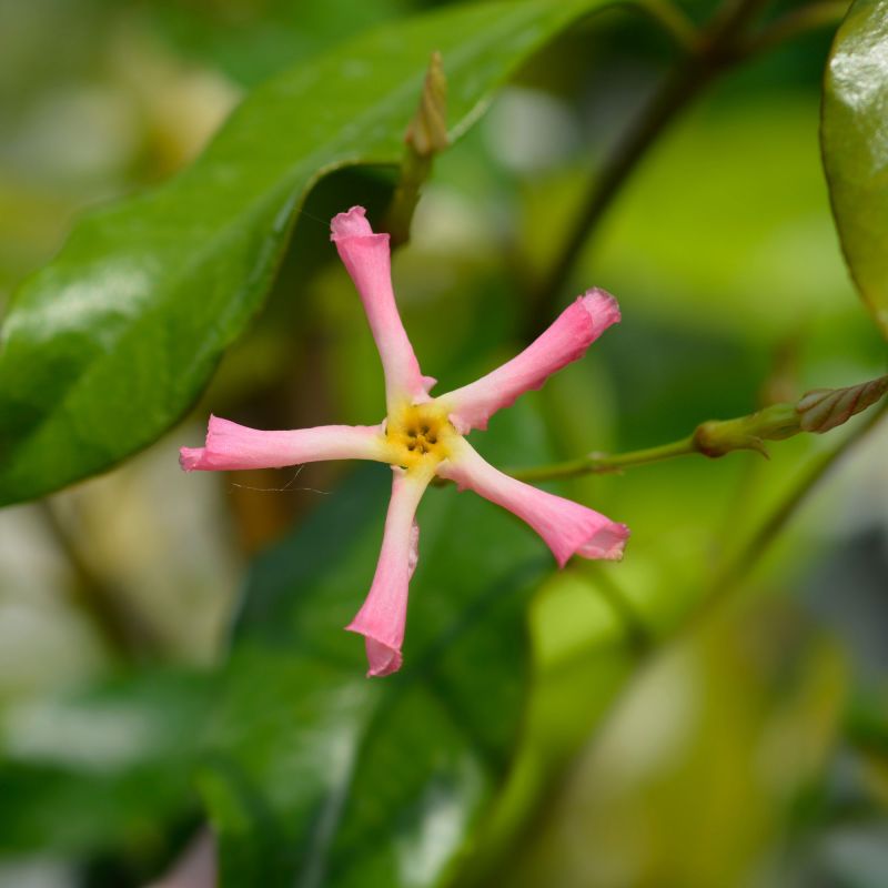 Trachelospermum Jasminoides Pink Showers Folded