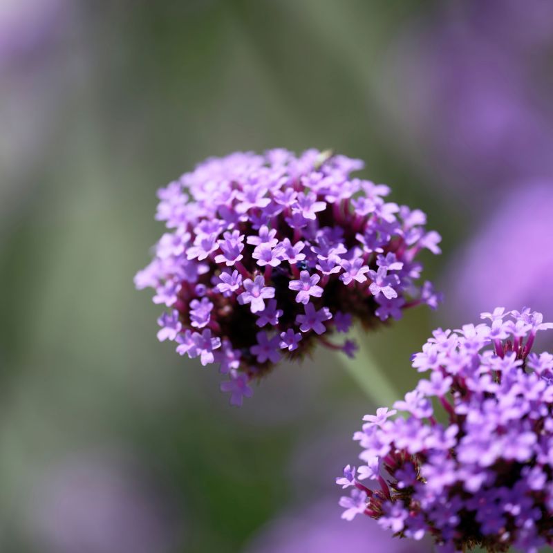 Verbena Bonariensis Lollipop Autumn Shrubs Hero