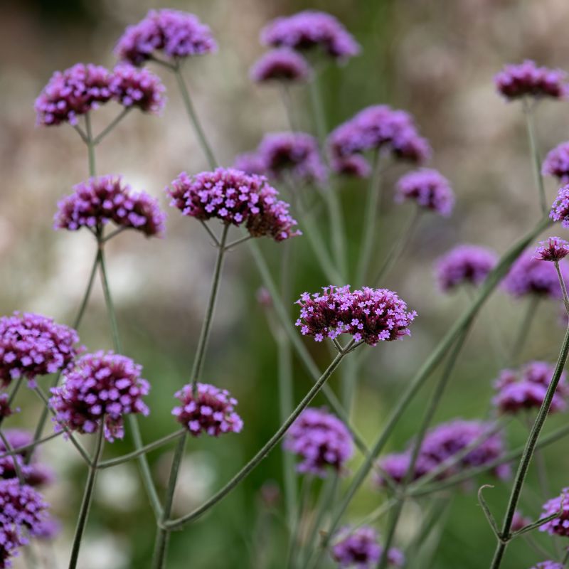 Verbena Bonariensis Perennial Hero
