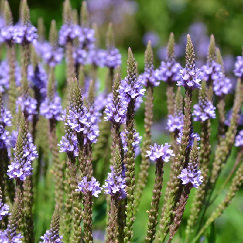 Verbena Hastata Perennial Hero
