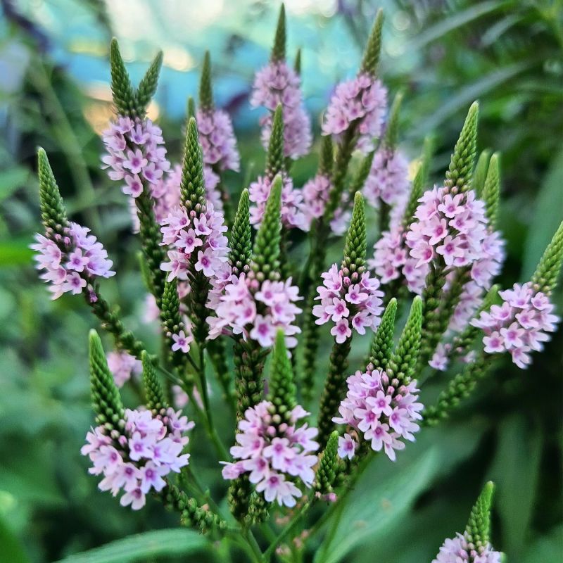 Verbena Hastata Pink Spires Perennial Hero