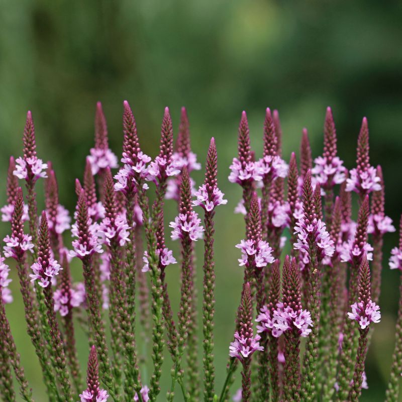 Verbena Hastata Rosea Perennial Hero